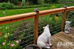 Cable Railing System with Dog